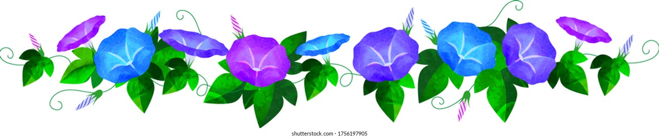 floral illustration , morning-glory , called Asagao 