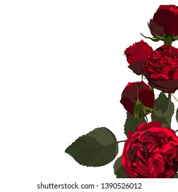 Floral illustration, Red roses, Leaf and buds. Botanic composition for wedding, greeting card. Elegant card template. Small floral garland.