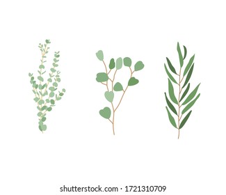 Floral illustration set - green leaf branches collection, for wedding stationary, greetings, wallpapers, fashion, background. Eucalyptus, olive, green leaves, etc.