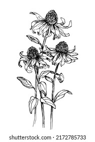 1,565 Echinacea sketch Images, Stock Photos & Vectors | Shutterstock