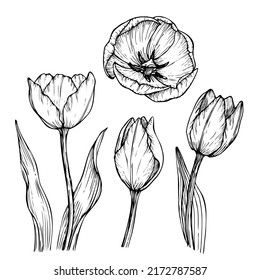 Floral illustration, vector flowers, hand drawn tulips isolated on white background. 