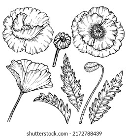 Floral illustration, vector flowers, hand drawn poppies isolated on white background. 
