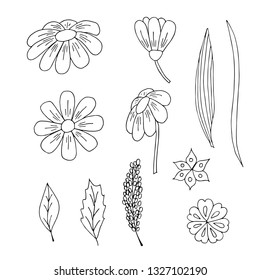 Floral isolated element set.