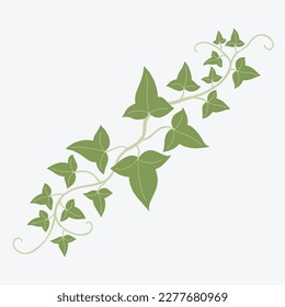 Floral ivy drawing decorative ornament flat design. Vector illustration.