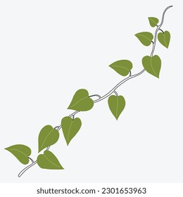 Floral ivy drawing decorative ornament flat design. Vector illustration.