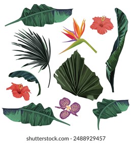 Floral jungle summer collection. Tropical set with palm tree, orchid, hibiscus. Vector illustration. Vintage style. Retro print