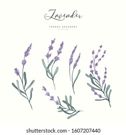 Floral lavender branch. Hand drawn wedding herb, plant elegant leaves for invitation save the date card design. Botanical rustic trendy greenery vector illustration