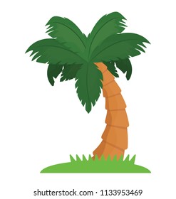 
Floral leaf structured tree belongs to palm family, this is areca tree  
