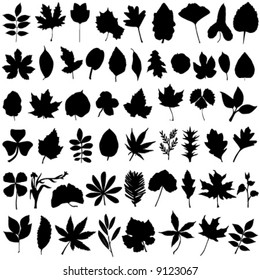 floral and leaf vector