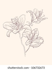 floral lily vintage drawing vector illustration  isolated