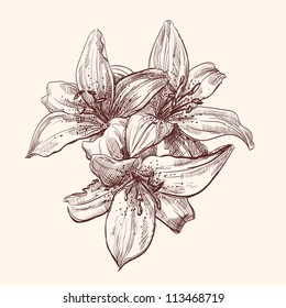 floral lily vintage drawing vector illustration  isolated