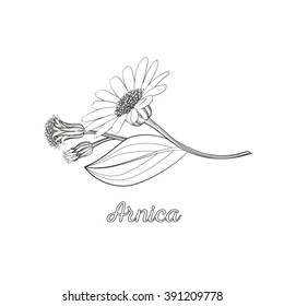 Floral line art composition with arnica. Branch of arnica with flower, buds and leaf. Vector illustration for use in web design, print or other visual area.