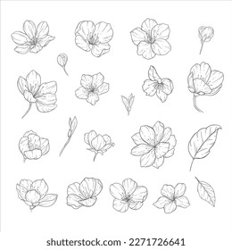 Blumenzeilenkunst, Sakura Blume Rahmenillustration Set. Handgemalte Doodle-Blumen. Ideal für Hochzeitseinladungen, Brautdusche und Blumenkarten. Schwarz-Weiß-Schablonenblumen einzeln