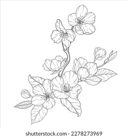 Blumenzeilenkunst, Sakura Blume Rahmenillustration Set. Handgemalte Doodle-Blumen. Ideal für Hochzeitseinladungen, Brautdusche und Blumenkarten. Schwarz-Weiß-Schablonenblumen einzeln