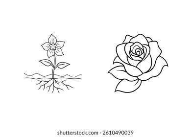 Floral Line Art Set With Wildflower Growing And Rose Illustration