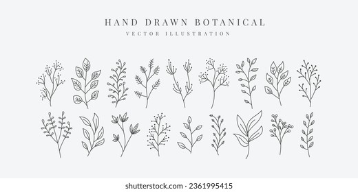 Floral line element, hand drawn botanical vector illustration