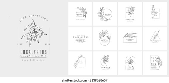 Floral logo of different types of eucalyptus, silver dollar, baby blue, blue gum, seeded. Hand drawn wedding herb with elegant leaves. Botanical rustic trendy greenery vector