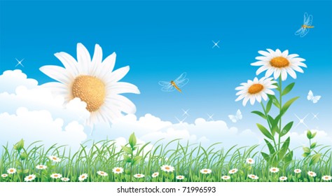 Floral meadow collection with camomiles