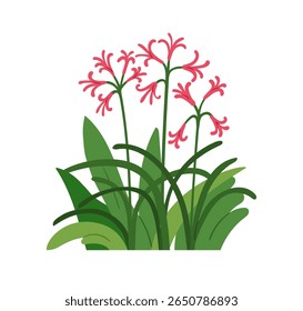 Floral nerine blooms and leaves. Delicate flower, gentle spider lily with thin stem, tiny blossoms, growing in summer garden. Ornamental plant. Flat vector illustration isolated on white background