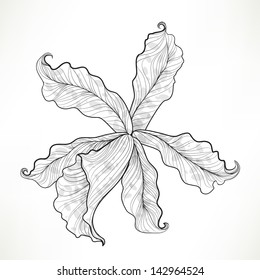 Floral Orchid Elements for design, EPS10 Vector background