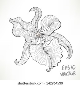Floral Orchid Elements for design, EPS10 Vector background