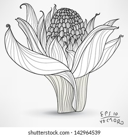 Floral Orchid Elements for design, EPS10 Vector background