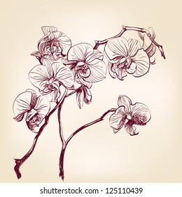 Floral Orchid Hand Drawn Vector