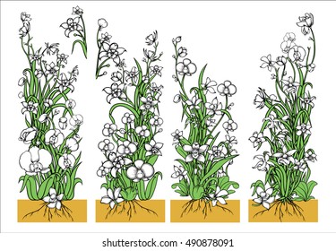 floral orchid hand drawn vector