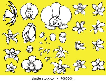 floral orchid hand drawn vector