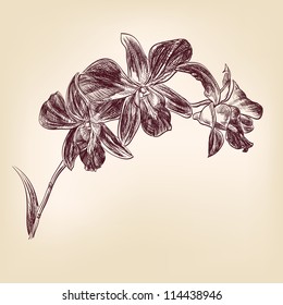floral orchid vintage drawing vector illustration  isolated