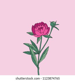 Floral ornament with peony isolated. Summer garden. Vector illustration for textile prints and wedding invitation.
