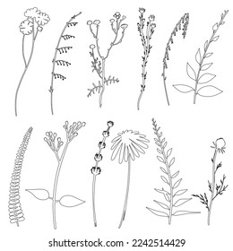 Floral outline collection. Branch and minimalist flowers. Hand drawn continuous line wild herbs, elegant leaves. Modern botanical rustic greenery. Vector illustration.