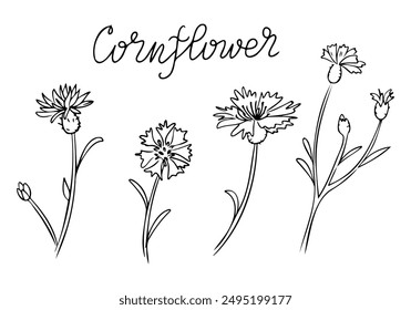 Floral outline doodle set with cornflower flowers. Monochrome seasonal botanical contour stickers. Vector clipart of sketch drawings isolated on white background