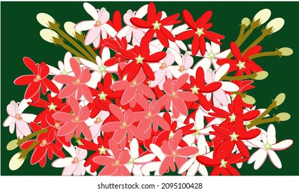 floral pattern. Dark background with white, pink and red flowers. Illustration for printing on surfaces and web design. Hiptage benghalensis evergreen liana native to India, Southeast Asia, Taiwan 
