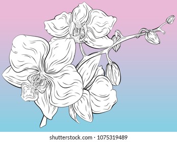 Floral pattern with Orchids. Hand painted illustration.