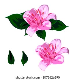 Floral patterns on white background. use: fabric postcard printing. lilies, pink.decoration spring summer