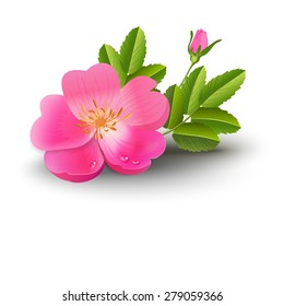 Floral pink flower