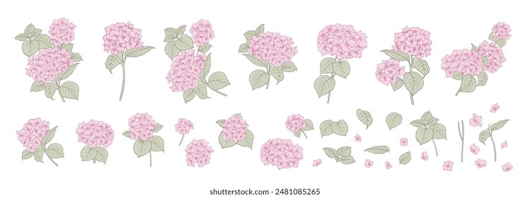 Hortensias rosadas florales. Conjunto de diferentes hortensias blancas sobre fondo blanco. Elegante arte de línea, ilustración de contorno.