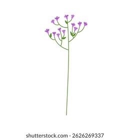 Floral plant branch. Subtle wildflower with thin stem, tiny delicate gentle fragile sprig. Simple field flower. Decorative botanical element. Flat vector illustration isolated on white background