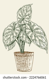 Floral plant hand draw vector illustration clip art