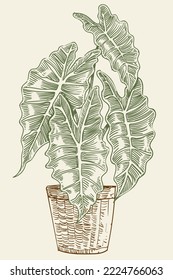 Dibujo de la mano de la planta floral ilustración de clip de ilustración vectorial