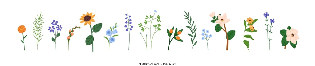 Floral plants set. Gentle summer flowers, blooms, spring blossoms. Field and meadow wildflowers, herbs. Botanical natural design elements. Flat vector illustrations isolated on white background