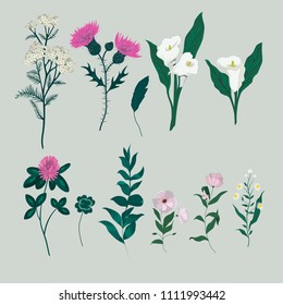 Floral and plants set. Vector.