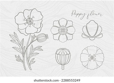 Floral poppy plant in art nouveau 1920-1930. Hand drawn in a linear style with weaves of lines, leaves and flowers. Vector illustration.