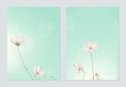 Floral Poster Template Design, White Cosmos Flowers With Green Sky