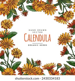 Floral round frame of orange calendula flowers. Hand drawn with organic herbs in a circular layout. Template for labels, invitations, cards, natural herbal products for health and beauty.
