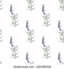 Floral seamless with lavender branch. Pattern or card design. Vector watercolor vintage sketch. Botanical colorful illustration on white background.