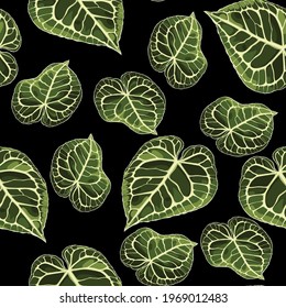 Floral seamless pattern, Alocasia plant leaves on white background.