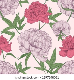 Floral seamless pattern with beautiful peony flowers hand drawn on light background. Elegant backdrop with tender summer flowering garden plants. Romantic natural vector illustration in vintage style.