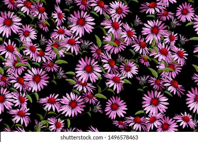 Floral seamless pattern with Echinacea Purpurea . Pink flowers on black background. For your design, textile, wallpapers, print, greeting. Vector.